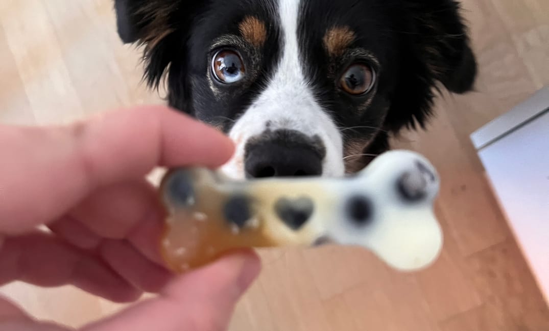 Selbst gemachtes Hundeeis - eine erfrischende Abwechslung an heissen Tagen 🍦