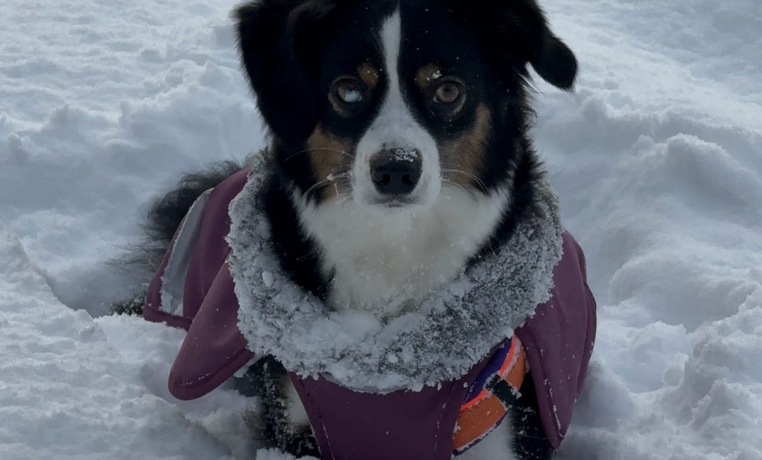 Der erste Schnee und ein platter Hund *wortwörtlich*