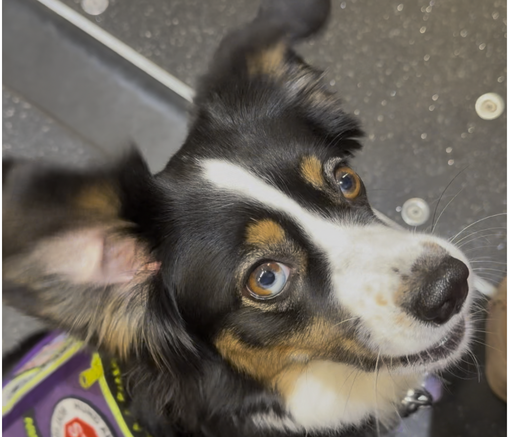 Dissoziation im Tram & wie meine Assistenzhündin diese unterbricht 🐕‍🦺