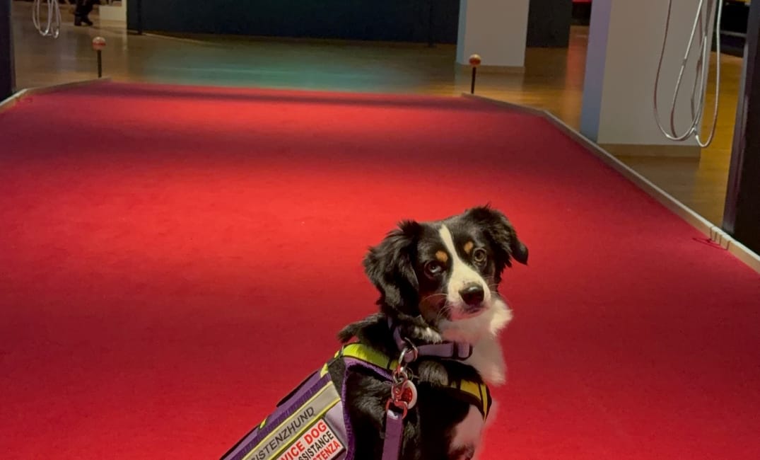 Mit Assistenzhund ins Museum für Kommunikation in Bern