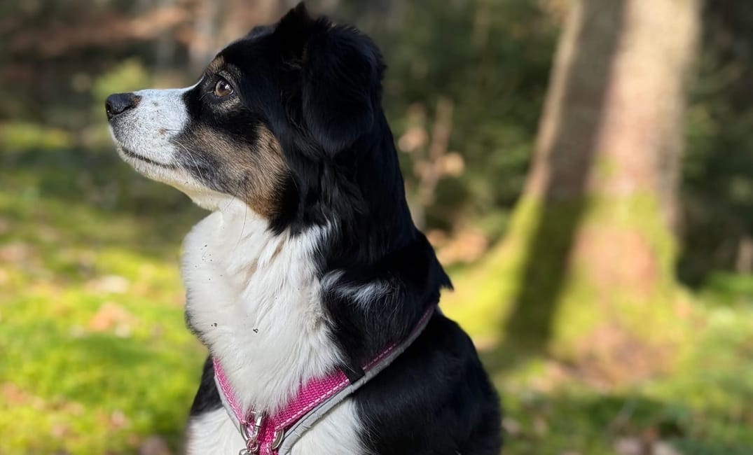 Wenn die Angst beim Gassi gehen mitläuft – Die Folgen des Hundeangriffs