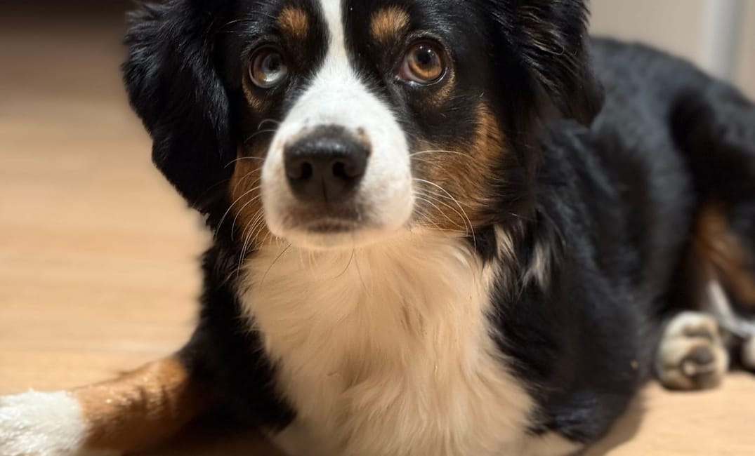 Finchen und ich wurden vor unserer Haustür von einem Hund angegriffen