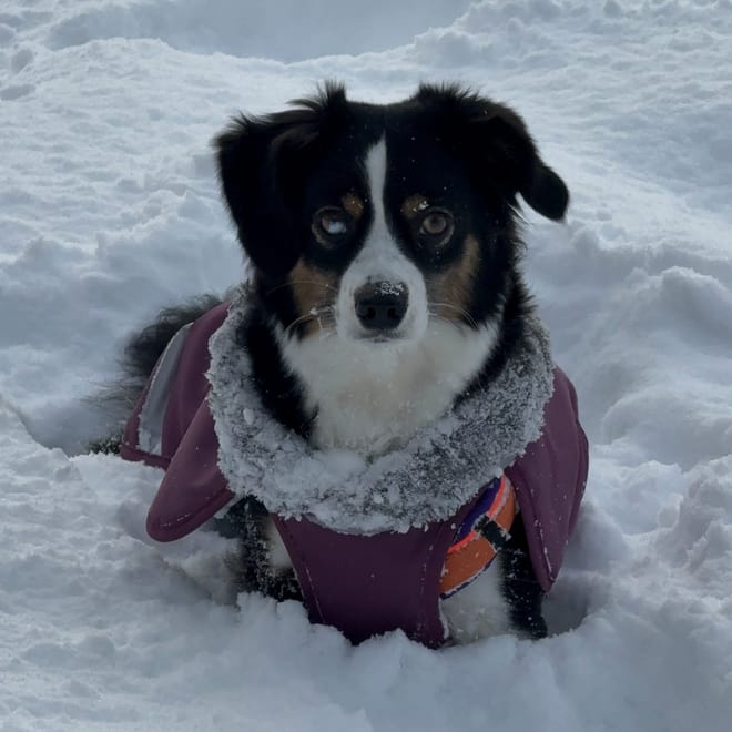 Bild von: Der erste Schnee und ein platter Hund *wortwörtlich*