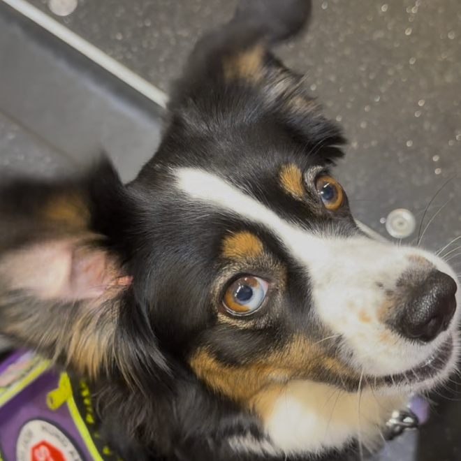 Bild von: Dissoziation im Tram & wie meine Assistenzhündin diese unterbricht 🐕‍🦺