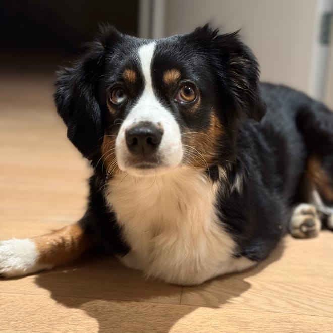 Bild von: Finchen und ich wurden vor unserer Haustür von einem Hund angegriffen